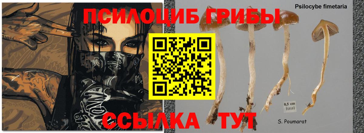 Псилоцибиновые грибы GOLDEN TEACHER Шарыпово